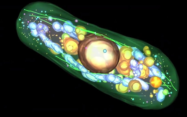 Cell Biophysics